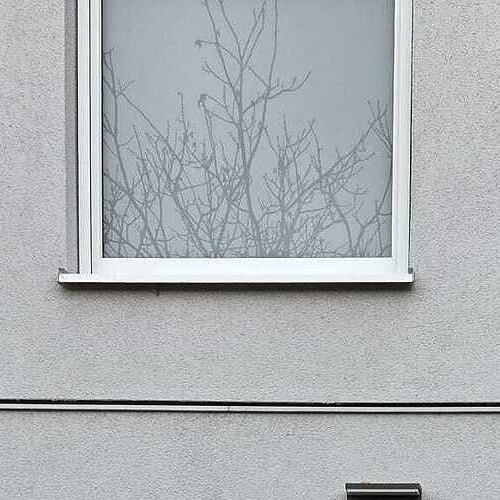 2825 Rosen zum valentinstag